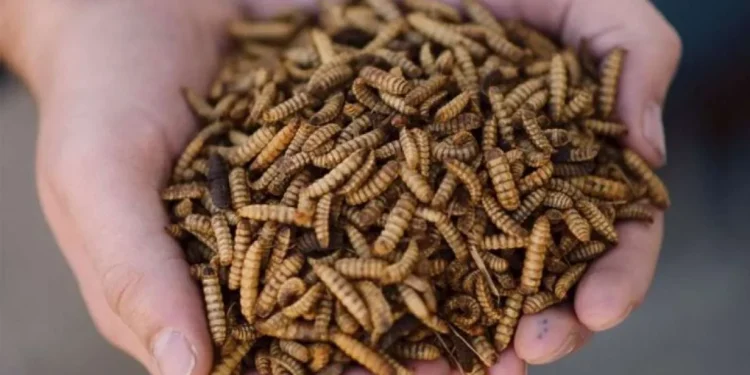 Budidaya Maggot BSF, Solusi Kurangi Sampah Makanan yang Bernilai Ekonomis