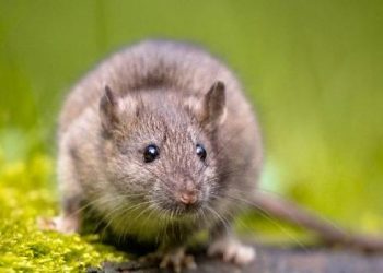 Mikroplastik Ditemukan pada Otak Tikus, Bagaimana dengan Manusia?